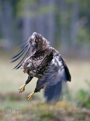 BB 09 0083 / Haliaeetus albicilla / Havørn